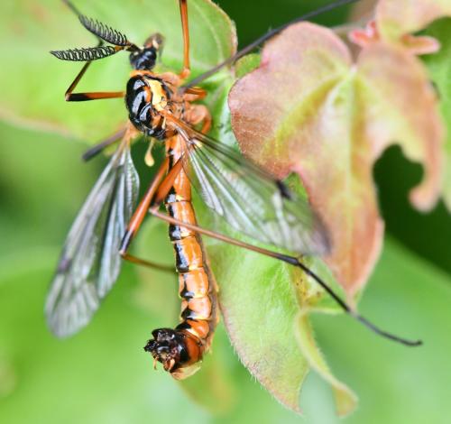 Ctenophora pectinicornis